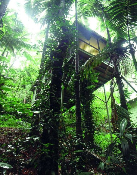 daintree-ecolodge rainforest tree lodge