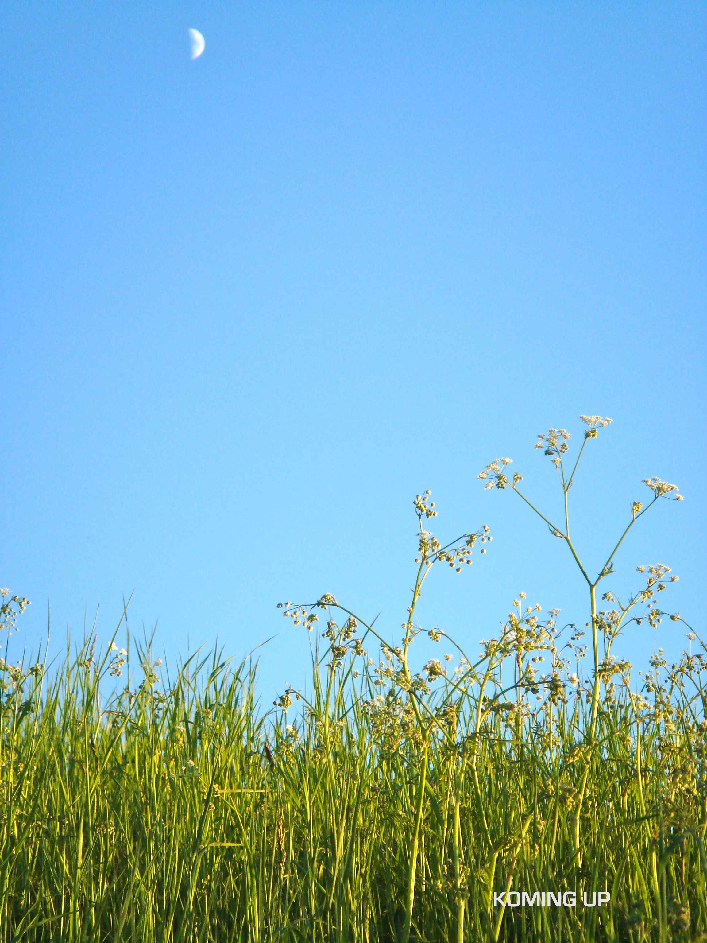 green suède