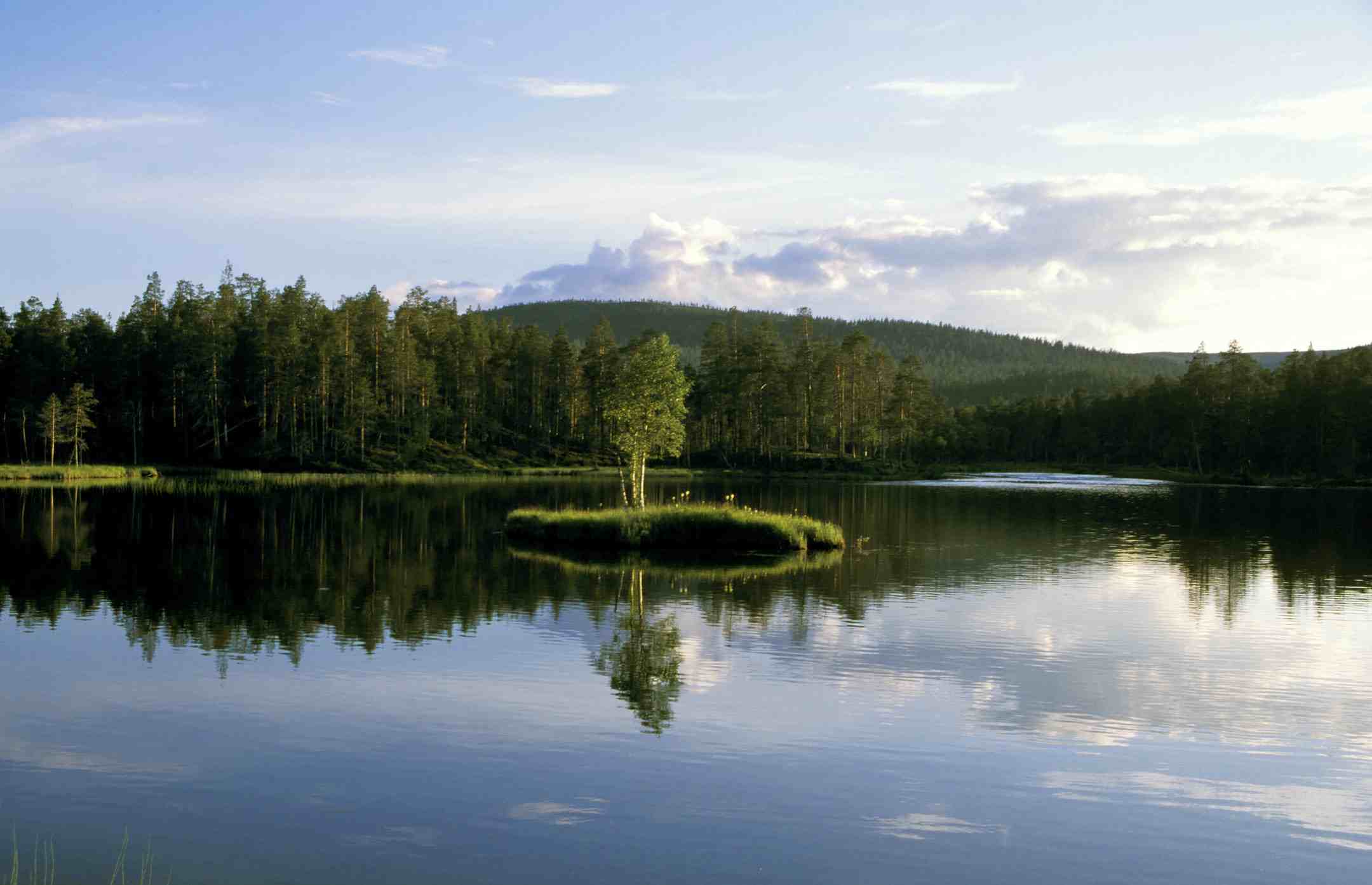 Nature Helsinki Finlande Koming Up