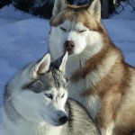 chiens