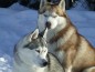 chiens