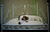 actuel dog by komingup actuel dog by komingup