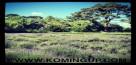 JERSEY LAVENDER FARM BY KOMING UP JERSEY LAVENDER FARM BY KOMING UP