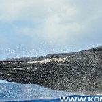 BALEINE SAINTE-MARIE BY KOMINGUP