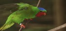 oiseau-vini-avion-AF-blog-koming-up oiseau-vini-avion-AF-blog-koming-up