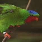 oiseau-vini-avion-AF-blog-koming-up