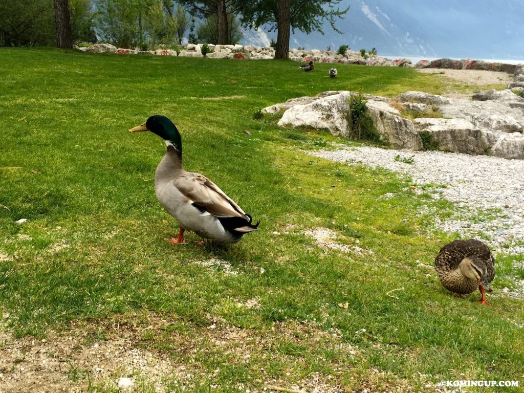 Carnet de voyage d'une parisienne en Italie du nord lac de garde canards