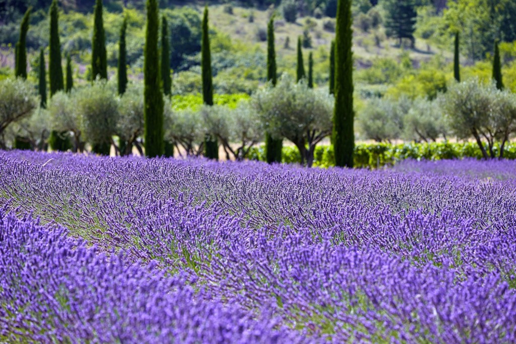 Domaine des Andeols Maisons d'hôtes de luxe Luberon lavande du domaine