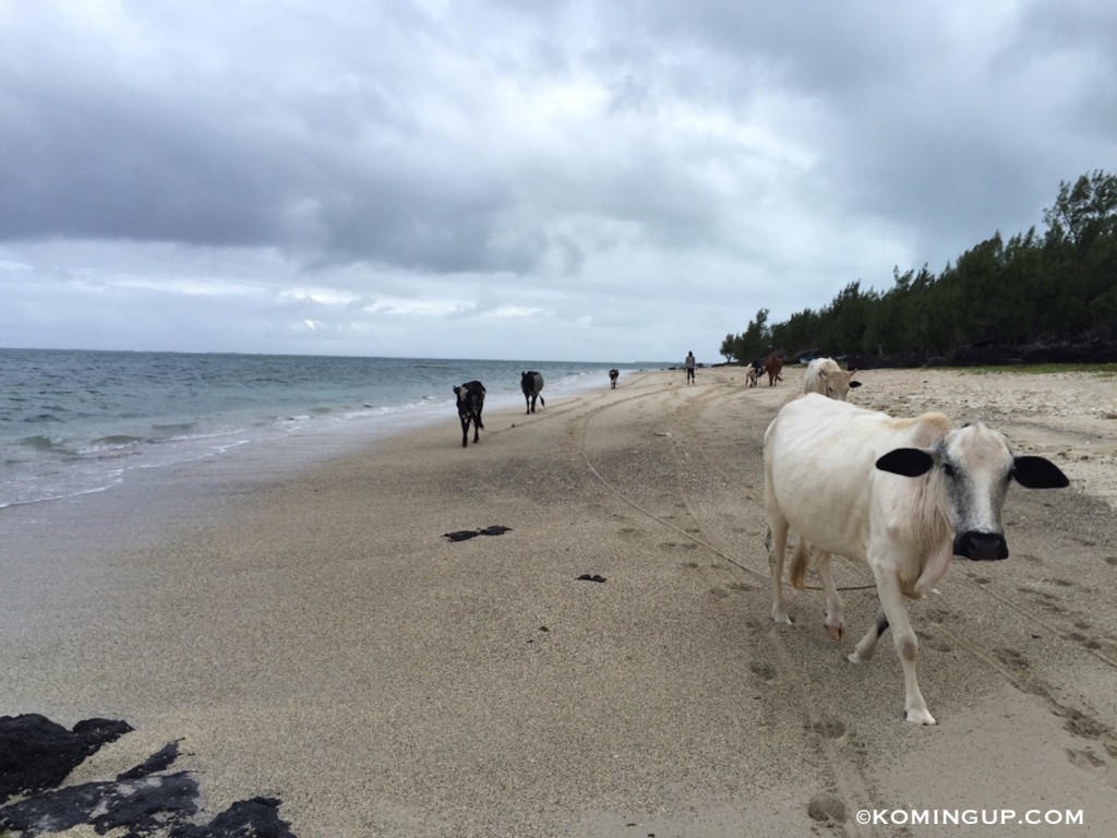 Ile rodrigues ocean indien vaches sur la plage