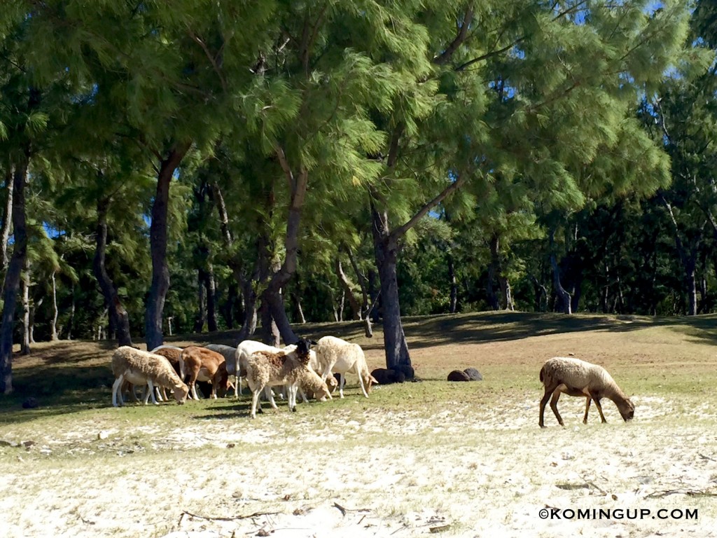 Ile rodrigues plage de la belle rodriguaises moutons