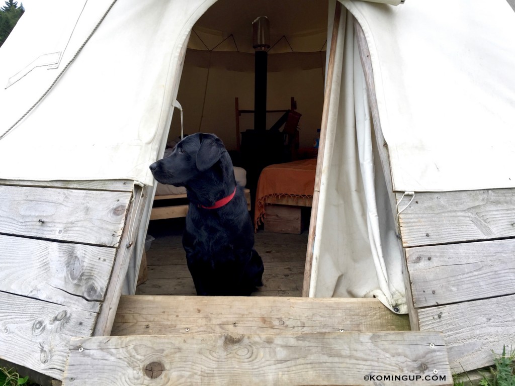 Aix-les-bains-riviera-des-alpes-charlie-devant-le-tipi