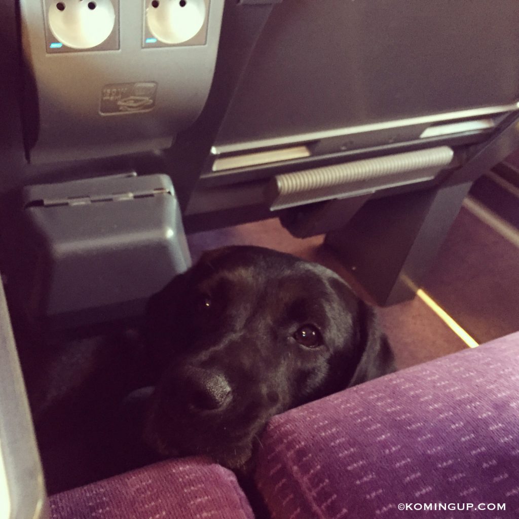 charlie-komingup-dans-le-tgv-petfriendly