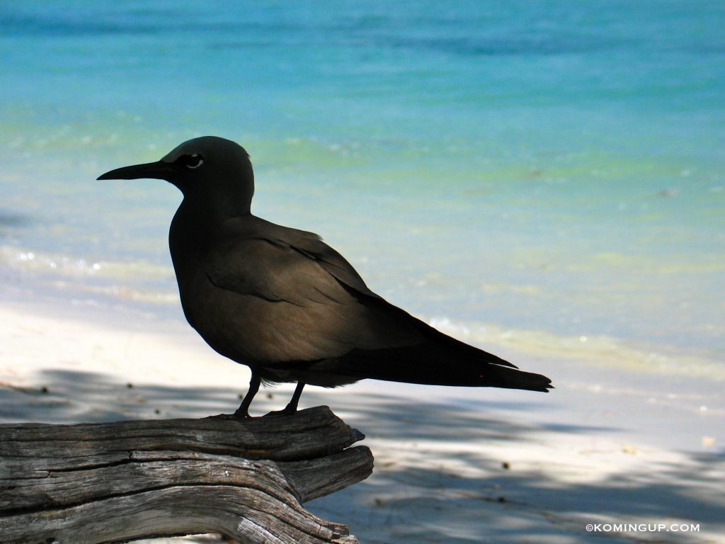 ile-aux-cocos-rodrigues-noddis