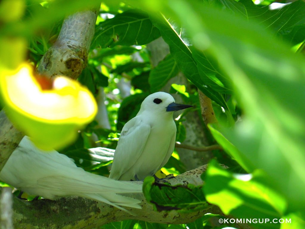 ile-aux-cocos-rodrigues-sterne-blanche