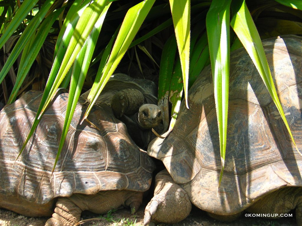 ile-rodrigues-la-reserve-de-tortues-francois-leguat