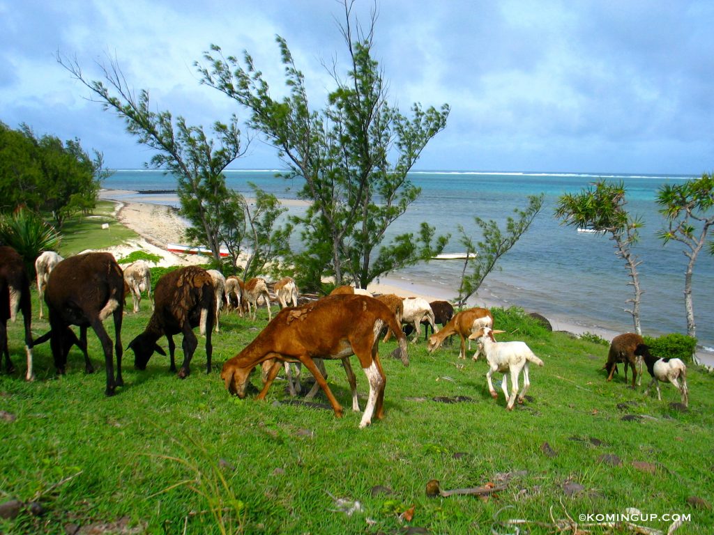 ile-rodrigues-ocean-indien-chevres-sur-la-plage-graviers