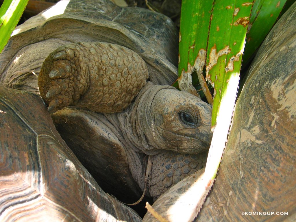 ile-rodrigues-ocean-indien-la-reserve-de-tortues-de-francois-leguat