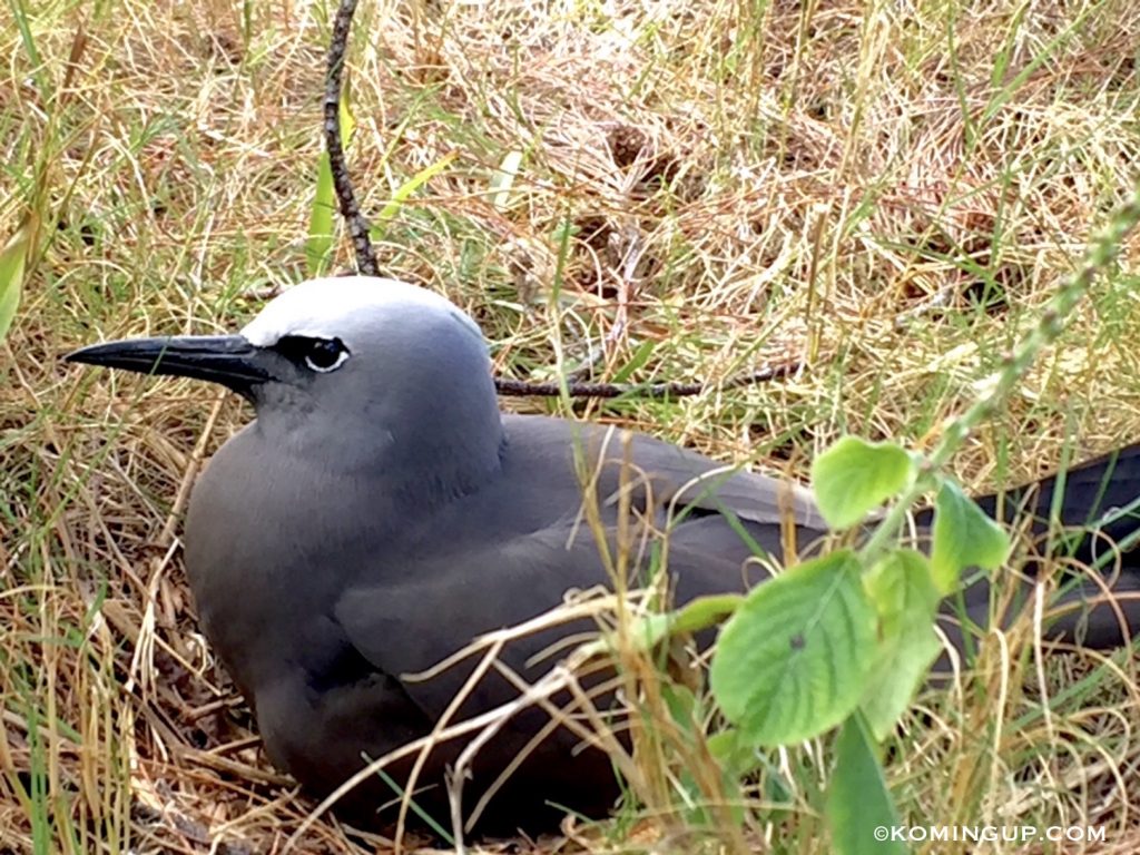 ile-rodrigues-ocean-indien-reserve-ornithologique-i%cc%82le-aux-cocos