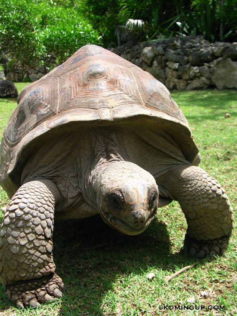 ile-rodrigues-ocean-indien-tortue-reserve-francois-leguat