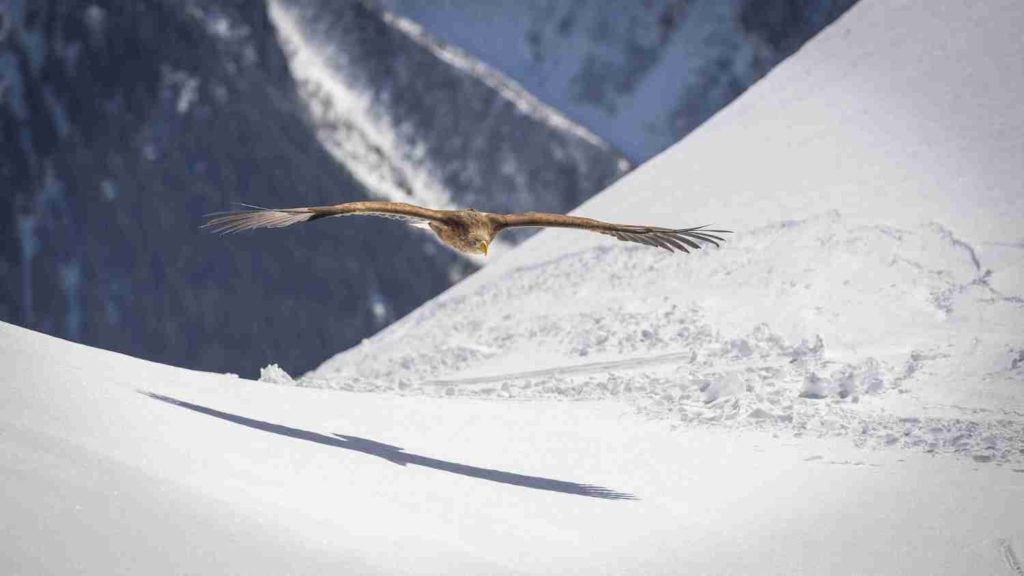 Morzine présente les Aigles du Lac Léman