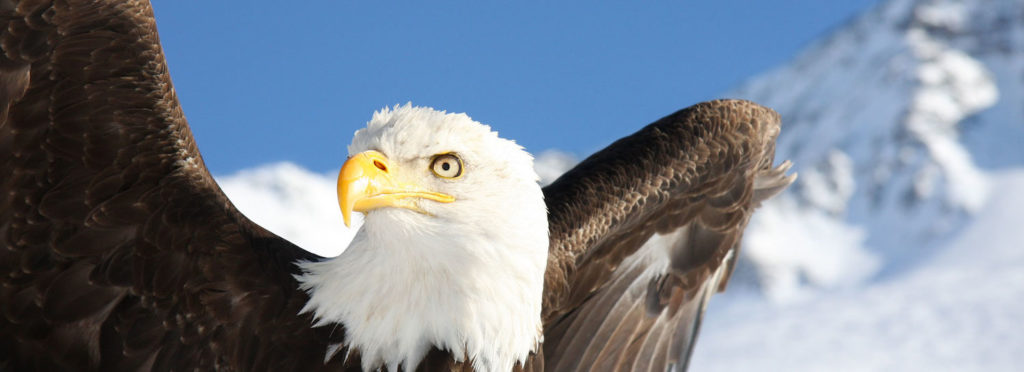 Les aigles du Lac Léman à Morzine