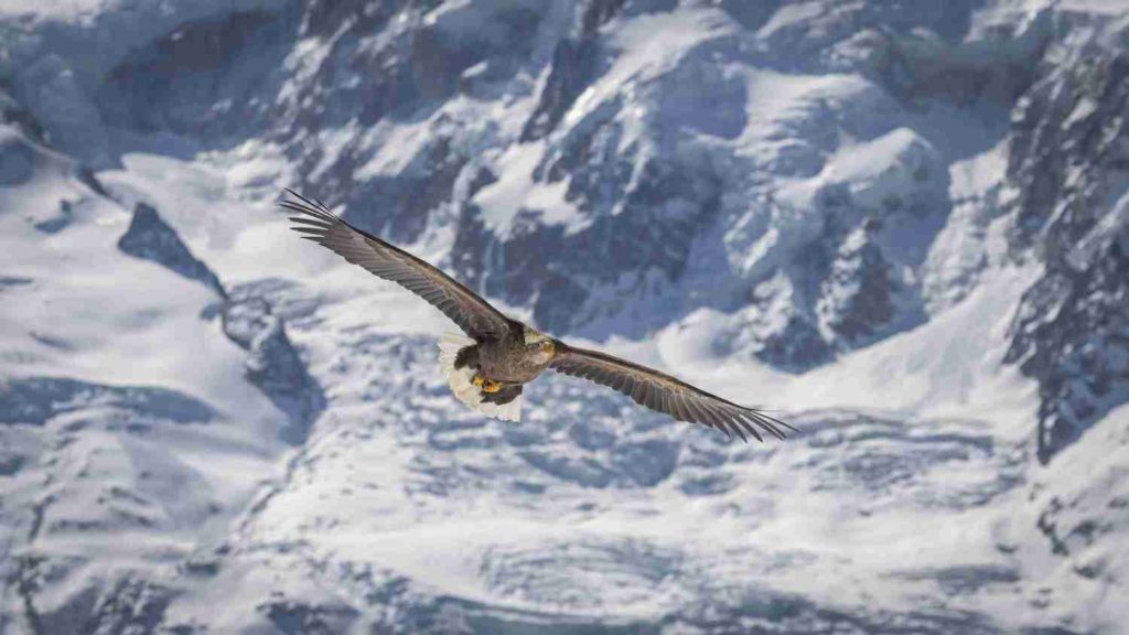 skier avec les aigles du lac léman à Morzine