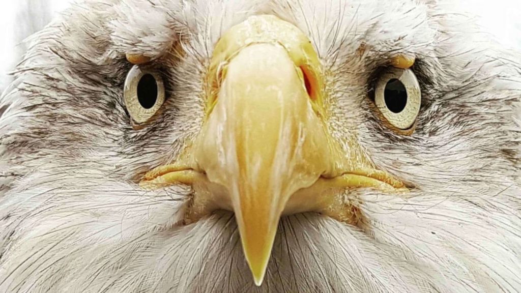 Les aigles du lac léman à Morzine