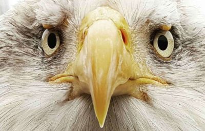 Les aigles du Leman à Morzine