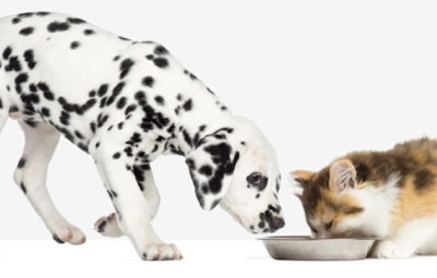 Lapsa croquettes sans cereales fabriquees en france pour chiens et chats